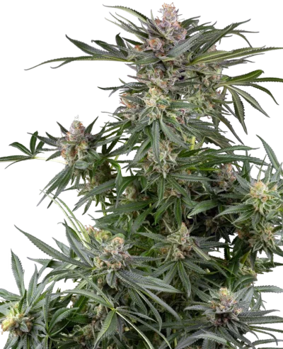 SENSI SEEDS RESEARCH - DOSIMOSA FEM - immagine 1