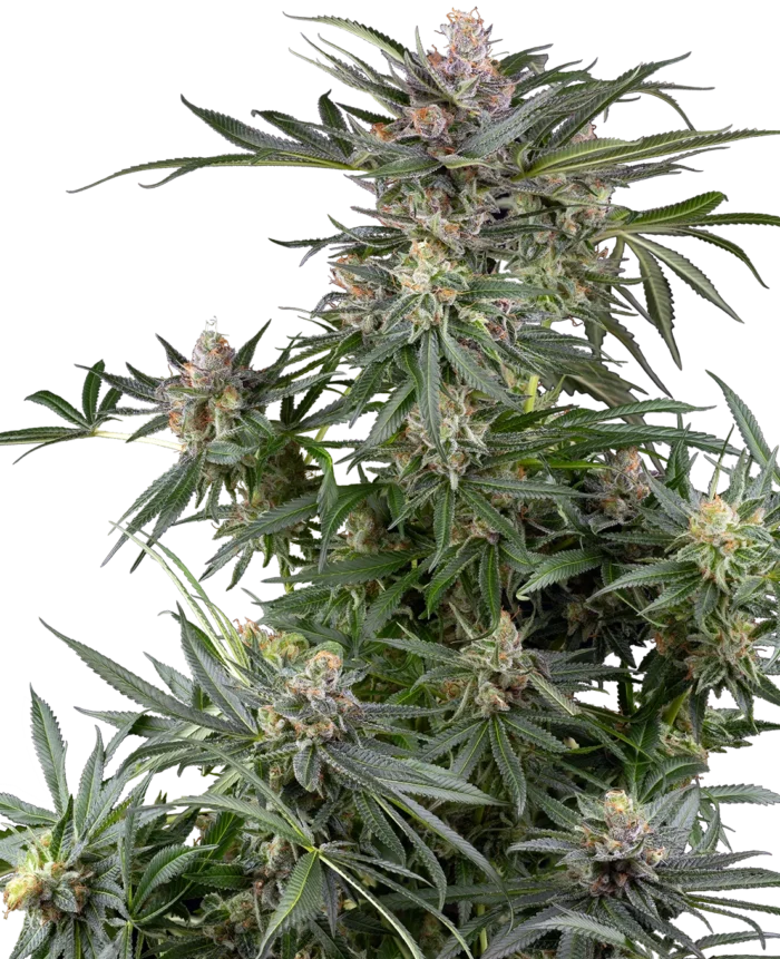 SENSI SEEDS RESEARCH - DOSIMOSA FEM – Image 2