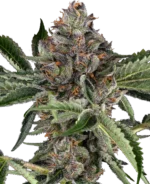 SENSI SEEDS RESEARCH - PAPAYE JEALOUSY FEM