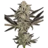 SENSI SEEDS RESEARCH - PURPLE PICKLE AUTO FEM