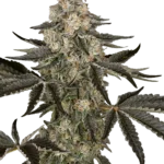 SENSI SEEDS RESEARCH - SAUVIGNON BLANC AUTO FEM