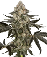 SENSI SEEDS RESEARCH - SAUVIGNON BLANC AUTO FEM