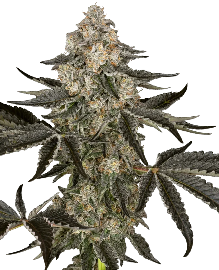 SENSI SEEDS RESEARCH - SAUVIGNON BLANC AUTO FEM – Image 1