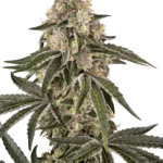 SENSI SEEDS BANK - SUNSET PEACH FEM