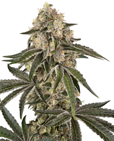 SS_sunset_peach_fem_plant.webp SENSI SEEDS BANK - SUNSET PEACH FEM - immagine 1