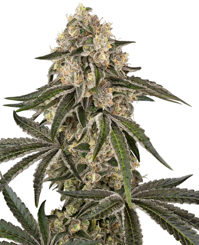 BANCO DE SEMILLAS SENSI - SUNSET PEACH FEM - Imagen 1