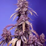 GRAINES DOUCES - BLACK MUFFIN F1 FAST VERSION® FEM (SWS111)