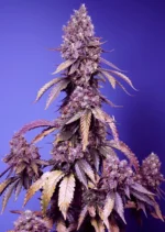 SWEET SEEDS - BLACK MUFFIN F1 FAST VERSION® FEM (SWS111)