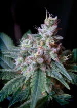 SWEET SEEDS - CREMA CARAMELO F1 FAST VERSION® FEM (SWS40)