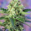 SÜSSE SAMEN - CRYSTAL CANDY® FEM (SWS58)