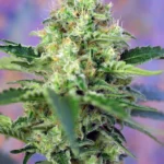 SWEET SEEDS - CRYSTAL CANDY® FEM (SWS58)