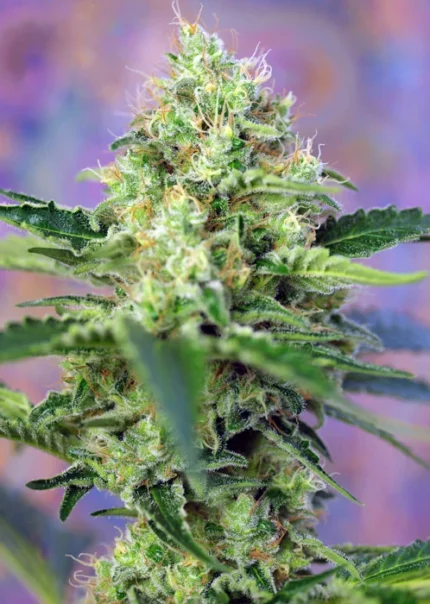 GRAINES DOUCES - CRYSTAL CANDY® FEM (SWS58)