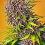 GRAINES DOUCES - DIABLO ROJO XL AUTO® FEM (SWS110)