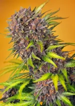 SWEET SEEDS - DIABLO ROJO XL AUTO® FEM (SWS110)