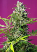 SÜSSE SAMEN - GORILLA GIRL® FEM (SWS74)