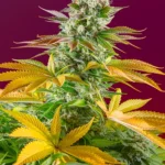 SWEET SEEDS - GORILLA GIRL F1 FAST VERSION® FEM (SWS86)