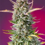 SWEET SEEDS - GORILLA SHERBET F1 FAST VERSION® FEM (SWS98)