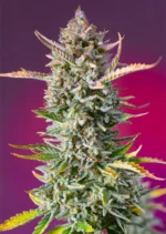 SÜSSE SAMEN - GORILLA SHERBET F1 FAST VERSION® FEM (SWS98)