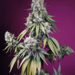 SWEET SEEDS - JEALOUSY Z XL AUTO® FEM (SWS108)