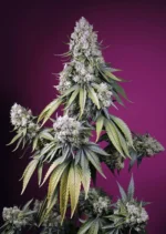 SWEET SEEDS - JEALOUSY Z XL AUTO® FEM (SWS108)