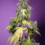 SWEET SEEDS - JET FUEL MANDARINE XL AUTO® FEM (SWS109)