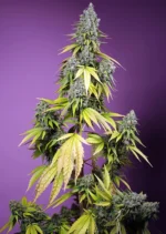 SWEET SEEDS - JET FUEL MANDARINE XL AUTO® FEM (SWS109)