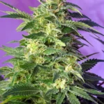 SÜSSE SAMEN - KILLER KUSH AUTO® FEM (SWS56)