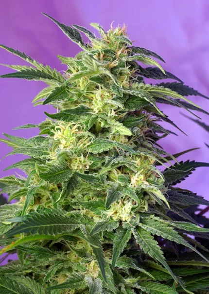 GRAINES DOUCES - KILLER KUSH AUTO® FEM (SWS56)