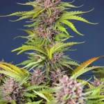 SWEET SEEDS - MIMOSA BRUCE BANNER XL AUTO® FEM (SWS101)