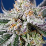 SWEET SEEDS - ORANGE APRICOT GLUE XL AUTO® FEM (SWS103)