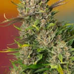 SWEET SEEDS - PAPAYA ZOAP AUTO® FEM (SWS107)