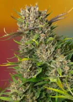 SWEET SEEDS - PAPAYA ZOAP AUTO® FEM (SWS107)