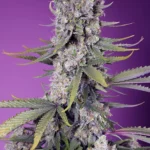 GRAINES DOUCES - PAPAYE ZOAP F1 FAST VERSION® FEM (SWS111)