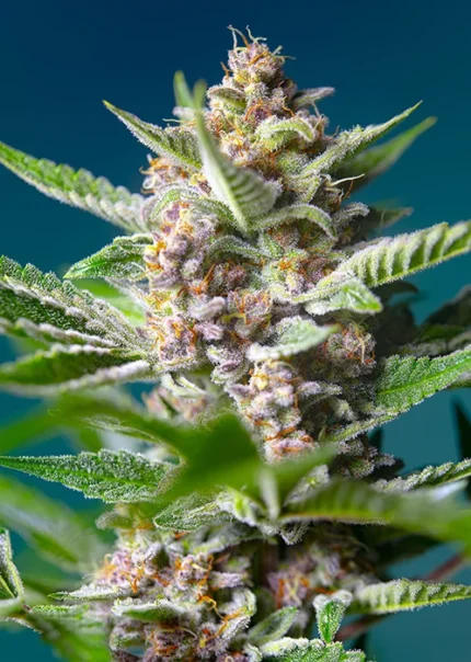 GRAINES DOUCES - PURPLE PUNCH OG® FEM (SWS93)