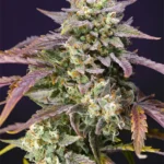 SWEET SEEDS - PURPLE PUNCH OG XL AUTO® FEM (SWS96)
