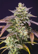 SWEET SEEDS - PURPLE PUNCH OG XL AUTO® FEM (SWS96)