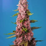 SEMILLAS DULCES - RED HOT COOKIES® FEM (SWRHCP3)