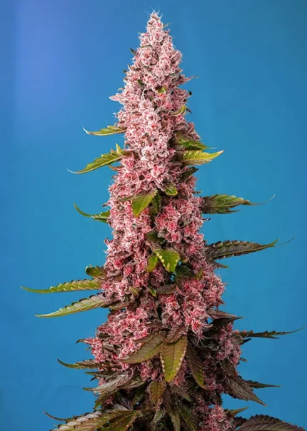 SWEET SEEDS - RED HOT COOKIES® FEM (SWRHCP3)