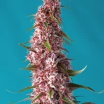 SWEET SEEDS - RED PURE AUTO CBD® FEM (SWRPACP3)