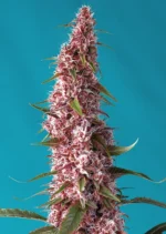 GRAINES DOUCES - RED PURE AUTO CBD® FEM (SWRPACP3)