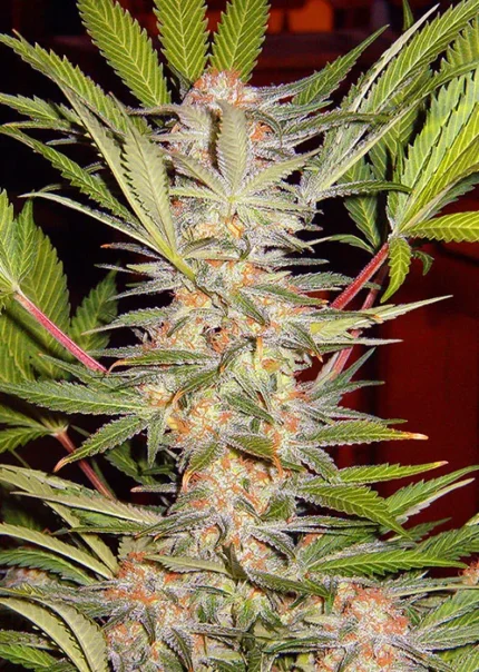 GRAINES DOUCES - S.A.D. SWEET AFGANI DELICIOUS F1 FAST VERSION® FEM (SWS53)