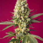 SWEET SEEDS - SKYWALKER OG RUNTZ XL AUTO® FEM (SWS97)