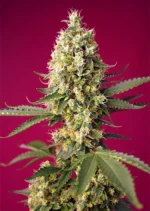 SWEET SEEDS - SKYWALKER OG RUNTZ XL AUTO® FEM (SWS97)