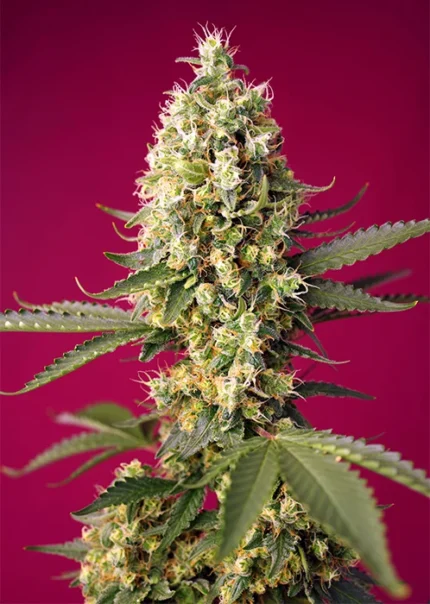 SWEET SEEDS - SKYWALKER OG RUNTZ XL AUTO® FEM (SWS97)
