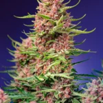 SWEET SEEDS - STRAWBERRY COLA SHERBET F1 FAST VERSION® FEM (SWS106)