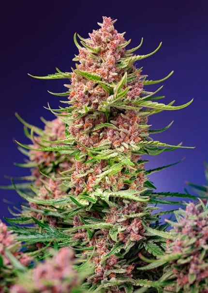 GRAINES DOUCES - STRAWBERRY COLA SHERBET F1 FAST VERSION® FEM (SWS106)