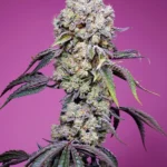 SWEET SEEDS - MANDARINA DULCE ZKITTLEZ F1 FAST VERSION® FEM (SWS102)