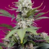SWEET SEEDS - SWEET MANDARINE ZKITTLEZ XL AUTO® FEM (SWS102)