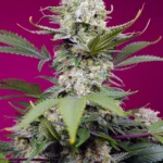 SWEET SEEDS - SWEET MANDARINE ZKITTLEZ XL AUTO® FEM (SWS102)