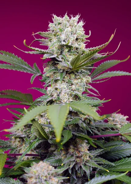 SWEET SEEDS - SWEET MANDARINE ZKITTLEZ XL AUTO® FEM (SWS102)